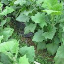 김삿갓농장 이미지