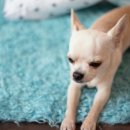 라온 반려 동물병원 이미지