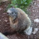 시종시장 | 동유럽 5개국 하나투어 여행 2일차 (짤츠감머굿, 짤츠부르크, 할슈타트)