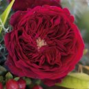 테스 (Tess) 이미지