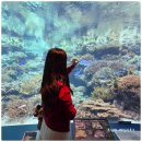 신장쇼핑몰관광안내소 | 오키나와 북부 버스투어 후기 추라우미수족관 아메리칸빌리지 외 오키나와 자유여행 코스