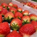 김이순농장 | 거창한홍보기자단/ 좀 더 새로워진 딸기명인의 명품 딸기농장 ‘봉농원’