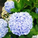 유영철 농장 | 파더스가든