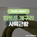와일드렙타일 | 프록 블루폼 개구리 입양 이야기 :: 화이트 트리 프록 사육 실패 그리고 입양 (와일드렙타일 입양 후기)