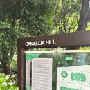 더카멜리아 | 제주 카멜리아힐 비오는 날 다녀온 후기, 맑은 날보다 더 감성적인 제주 여행