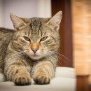 연성 동물병원 이미지