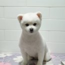 똘똘하개 네이버블로그