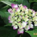 이시돌쉼터 이미지