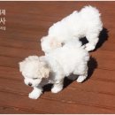 리사앤루이 프리덤 이미지