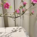 유일분재 | [배곧 꽃집] 상견례, 첫인사 선물로 추천하는 분재 화분, 일루스터 플라워