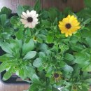 황금발 태권도장 이미지