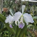 Cattleya labiata semi-alba carnea carolyne ×self 이미지