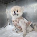 수원시동물보호센터 동물병원 이미지