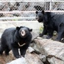 의신 베어빌리지 이미지