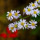 통기타 연주 이미지