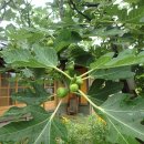 무화과나무 이미지