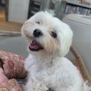 거창축협동물병원 | 강아지 노화치료제 리뉴독 실제 한달 후기, 다시 세마리 함께 산책하게 됐어요!