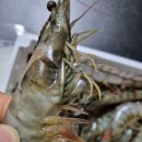 대하농장 이미지