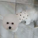 유별난 가위 이미지