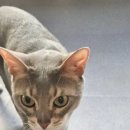 동물보육원 고양이 후원 카페 이미지