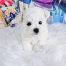 탬스켄넬 이미지