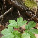 이박삼일 이미지