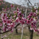 복사꽃피는마을 이미지