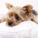 미용하는 강아지 이미지