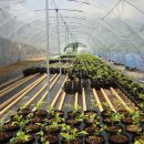 김영근 농장 이미지