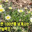 토종민들레,서양민들레--이 한포기의 약초! 남여 모두 왕성한 기력과 정력을 갖게한다 조회수 9.8만회 3년 전 이미지