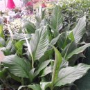 후니네작은카페 이미지