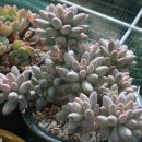 마실다육 이미지