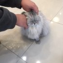 라임동물병원 이미지