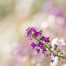 봄의노래 이미지