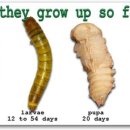 LARVA STAGE 이미지