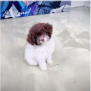 모델독 | 토이푸들분양 가깝게 있었네요