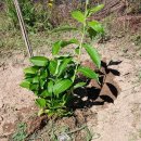 미경농장 이미지