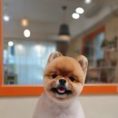 댕바라기 이미지