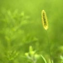 강아지풀 이미지