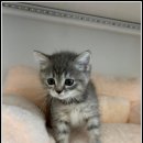 도레미캣 이미지