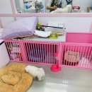 알콩달콩 펫살롱 이미지