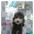 빠찌애견 이미지