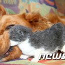 하룻강아지 이미지