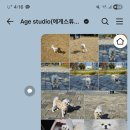 모이모이 | 2026 강아지 캘린더 맞춤 제작 라비티모이 제작 후기