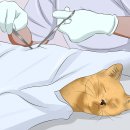 소다온 동물병원 위키하우
