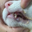 별난동물병원 | 고양이 스케일링 이빨 송곳니 파절 수술 부천 정담동물병원