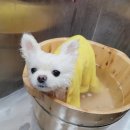 멍멍그루밍 이미지