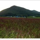 쇠똥구리 마을 이미지