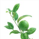 보타니컬아트 3급(자격) 이미지