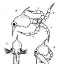 강부2차A | 십각류 조에아 유생의 섭이 - &#34;우연한 조우&#34;